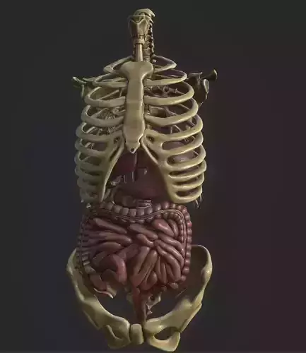 Anatomy skeleton pelvis spinal column human ribs and ORGAN PBR  Low-poly 3D model