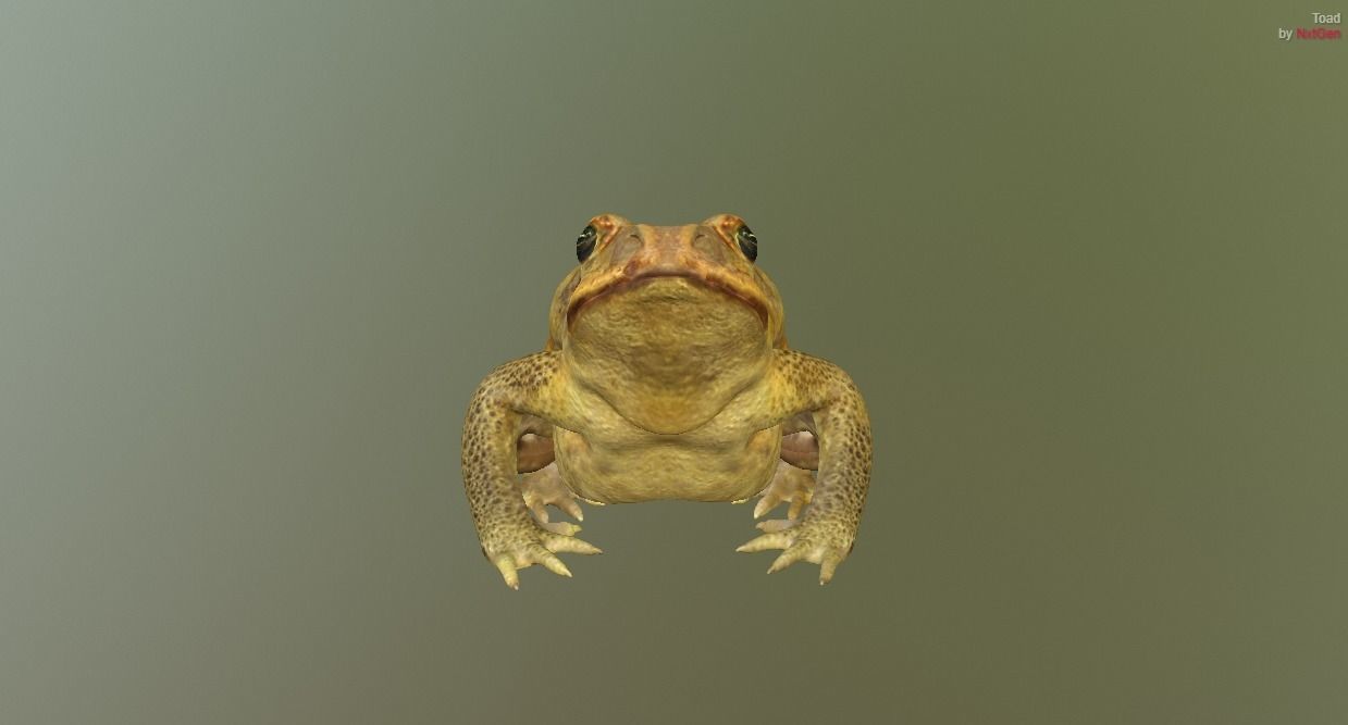 PBR Toad Animated Low-poly 3D model_4