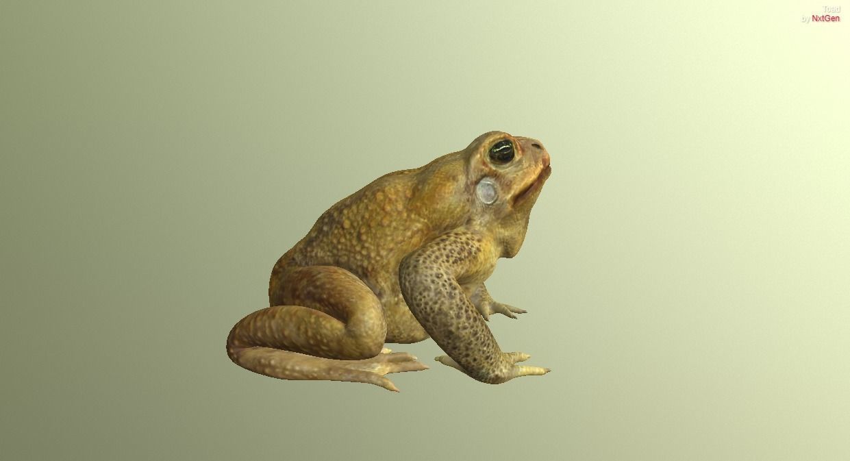 PBR Toad Animated Low-poly 3D model_5