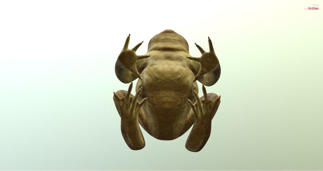 PBR Toad Animated Low-poly 3D model_6