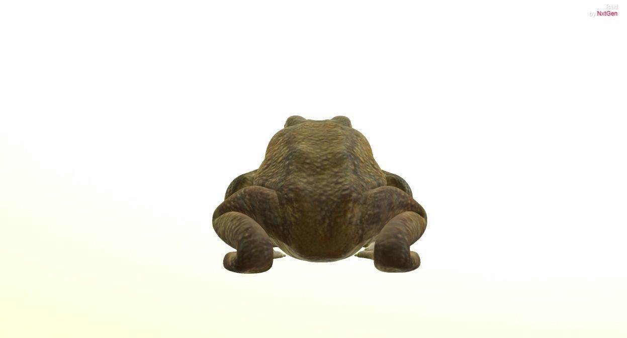 PBR Toad Animated Low-poly 3D model_7