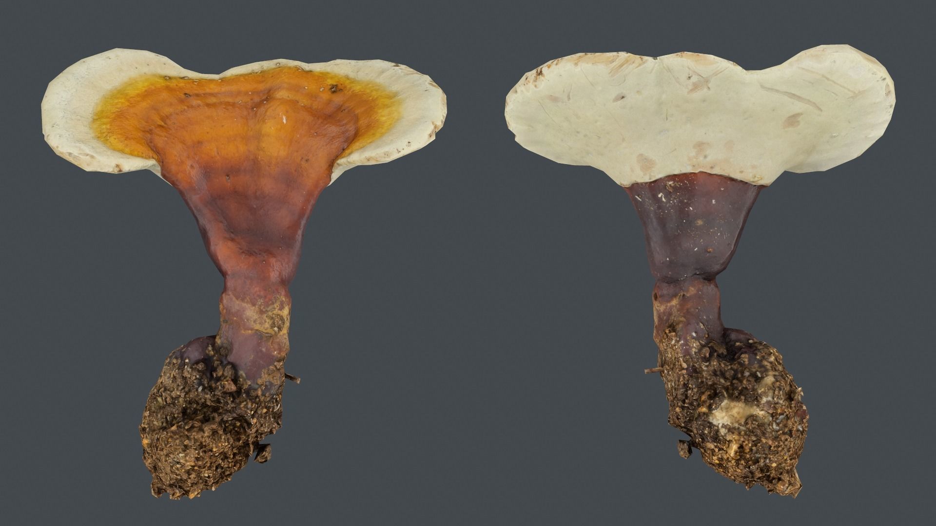 Ganoderma lucidum mushroom Low-poly 3D model_2