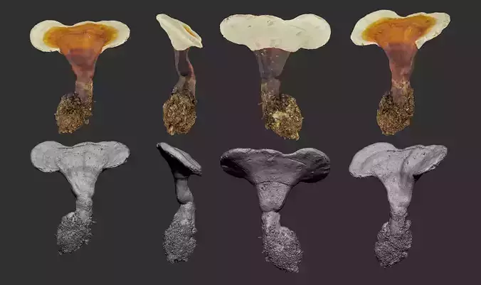 Ganoderma lucidum mushroom Low-poly 3D model