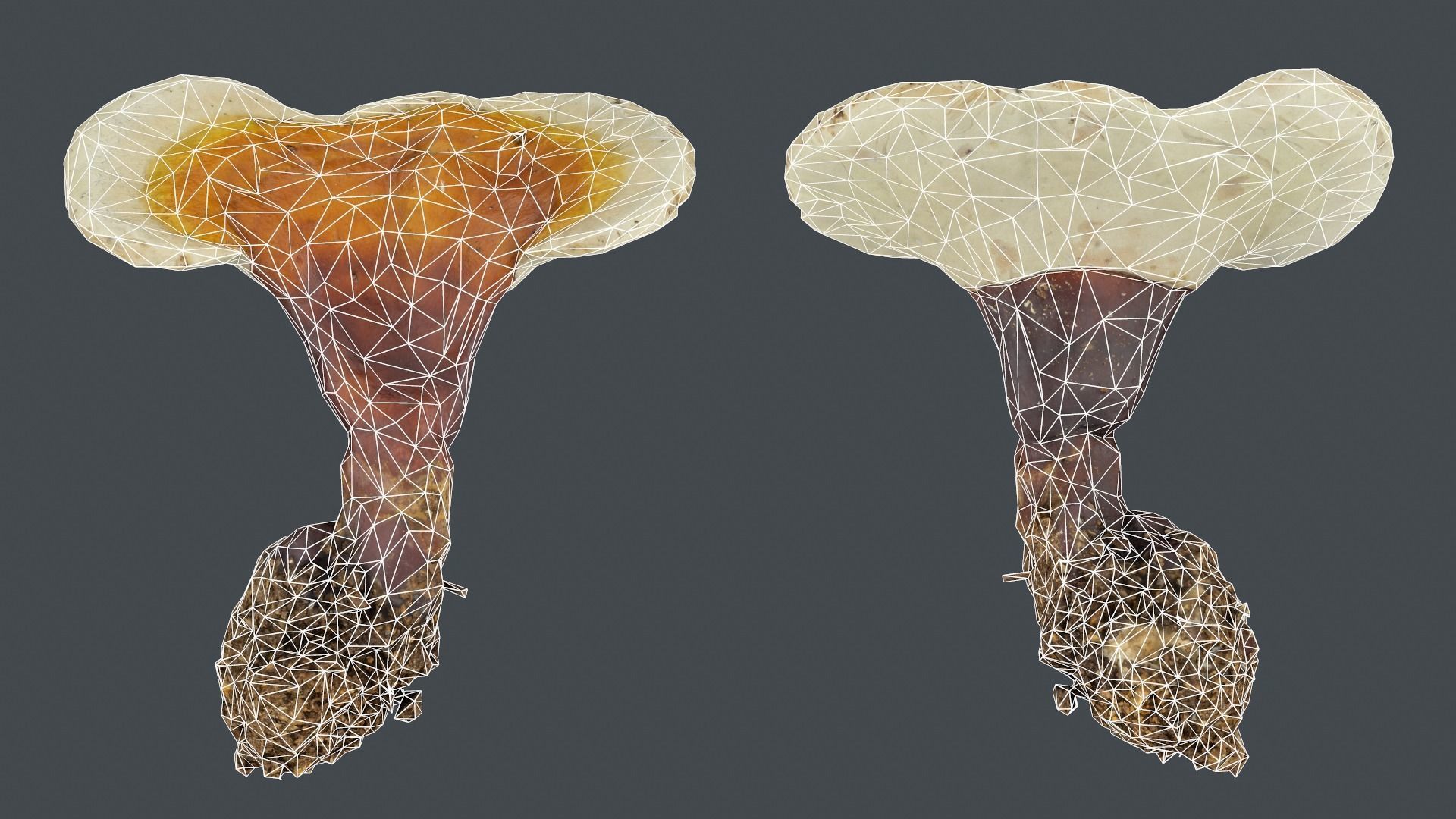 Ganoderma lucidum mushroom Low-poly 3D model_3