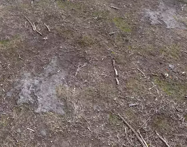 Forest Terrain Pack PBR 7