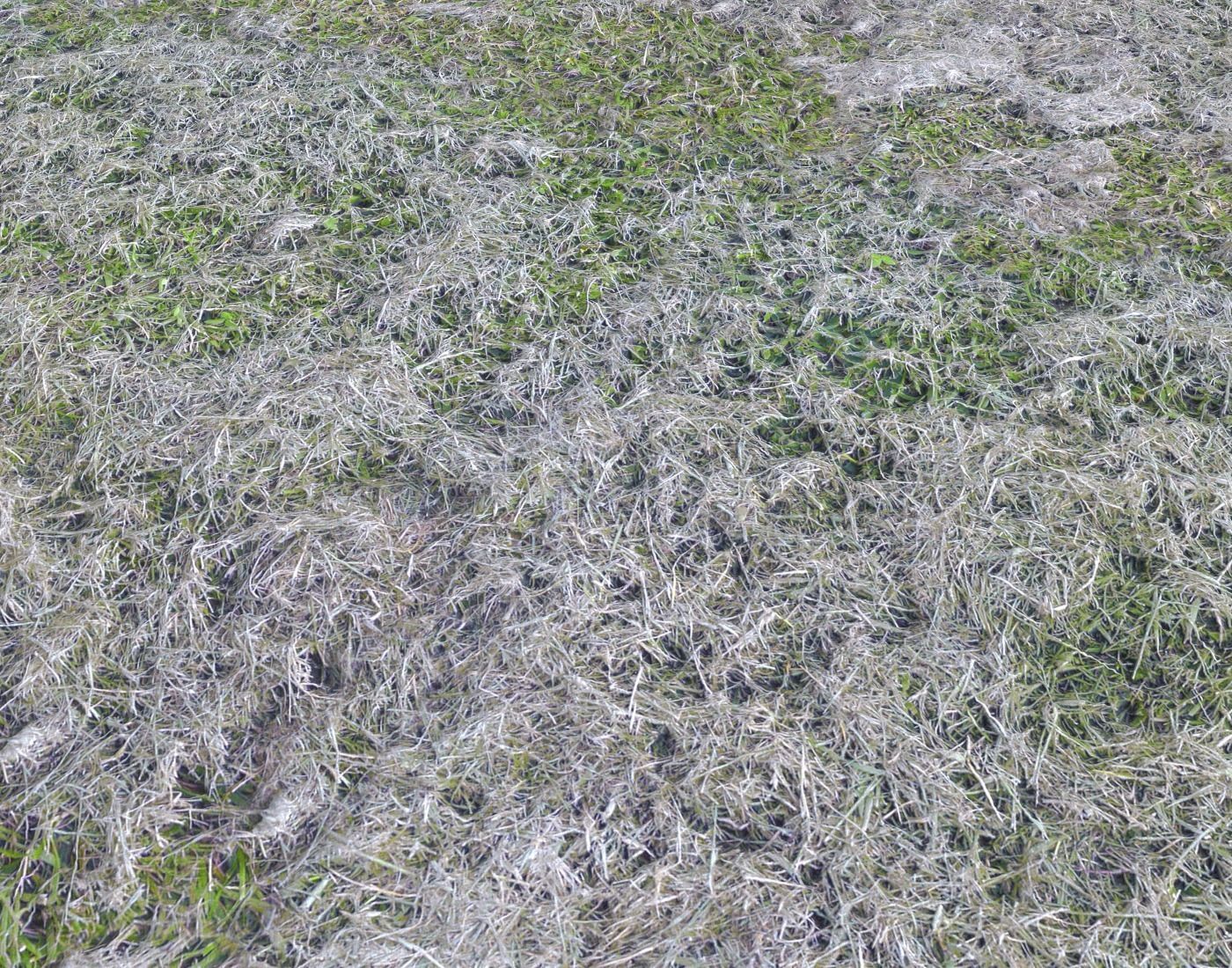 Forest Terrain Pack PBR 8 Texture_3