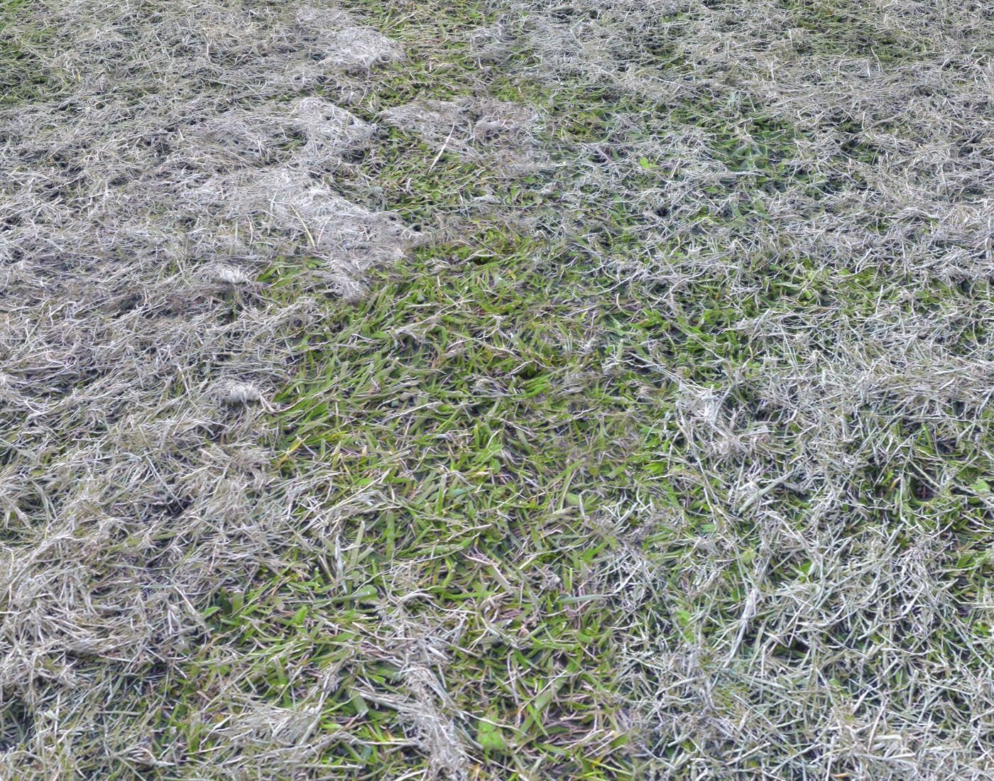 Forest Terrain Pack PBR 8 Texture_5