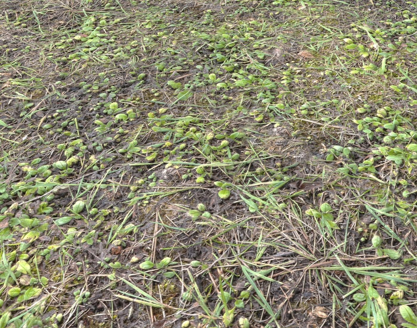 Forest Terrain Pack PBR 8 Texture_15