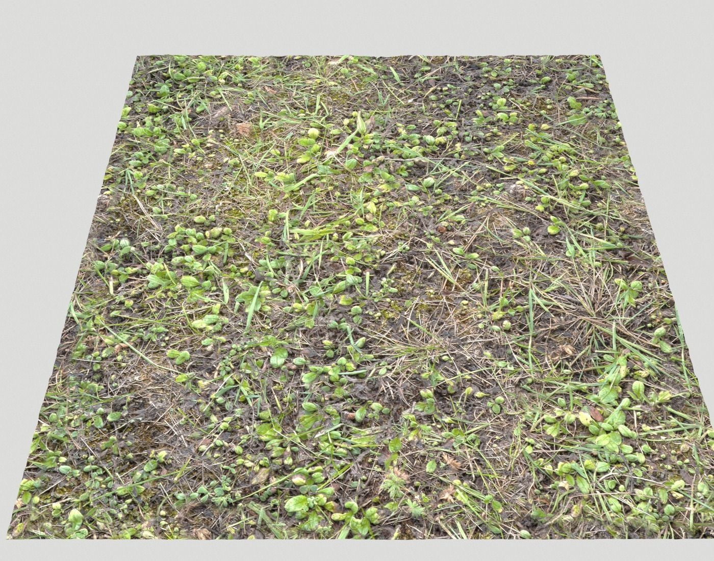 Forest Terrain Pack PBR 8 Texture_20