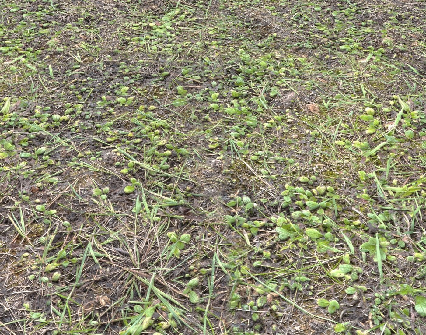 Forest Terrain Pack PBR 8 Texture_16