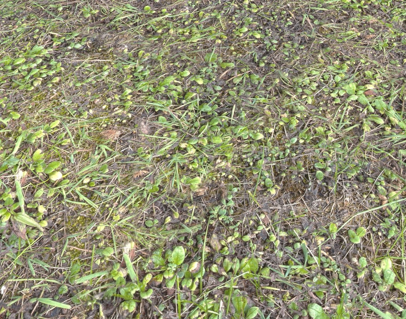 Forest Terrain Pack PBR 8 Texture_14