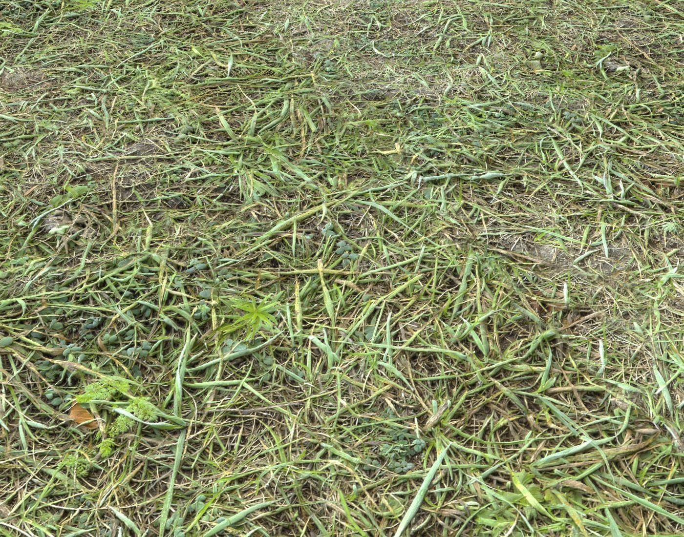 Forest Terrain Pack PBR 8 Texture_13