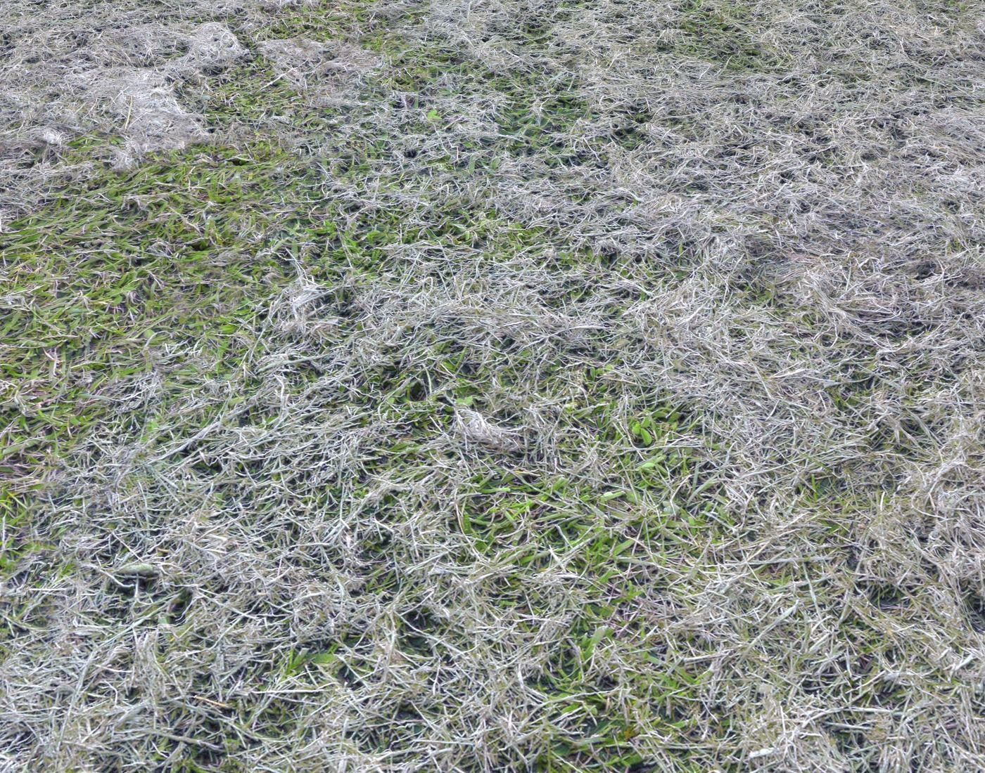 Forest Terrain Pack PBR 8 Texture_4