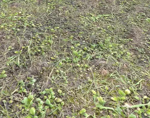 Forest Terrain Pack PBR 8