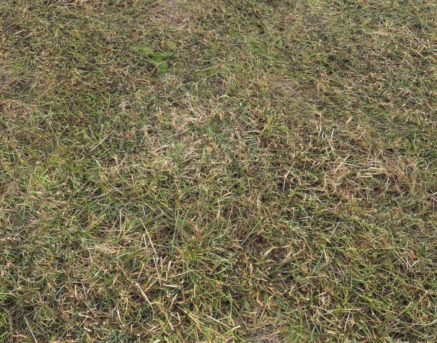 Forest Terrain Pack 11 Texture_8