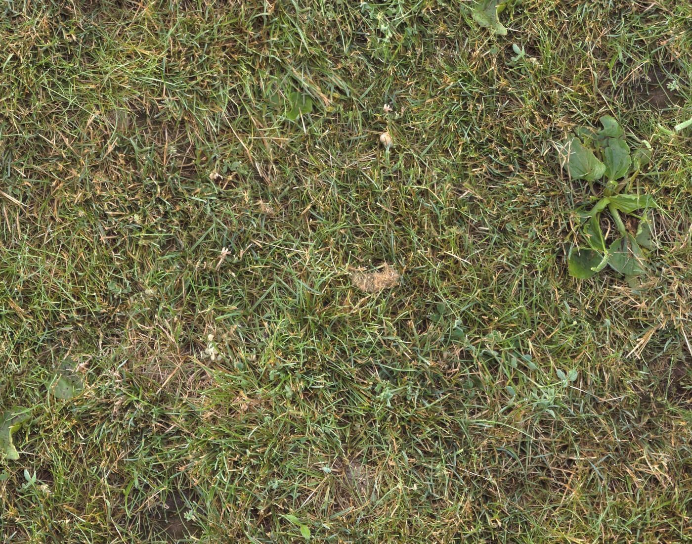 Forest Terrain Pack 11 Texture_6