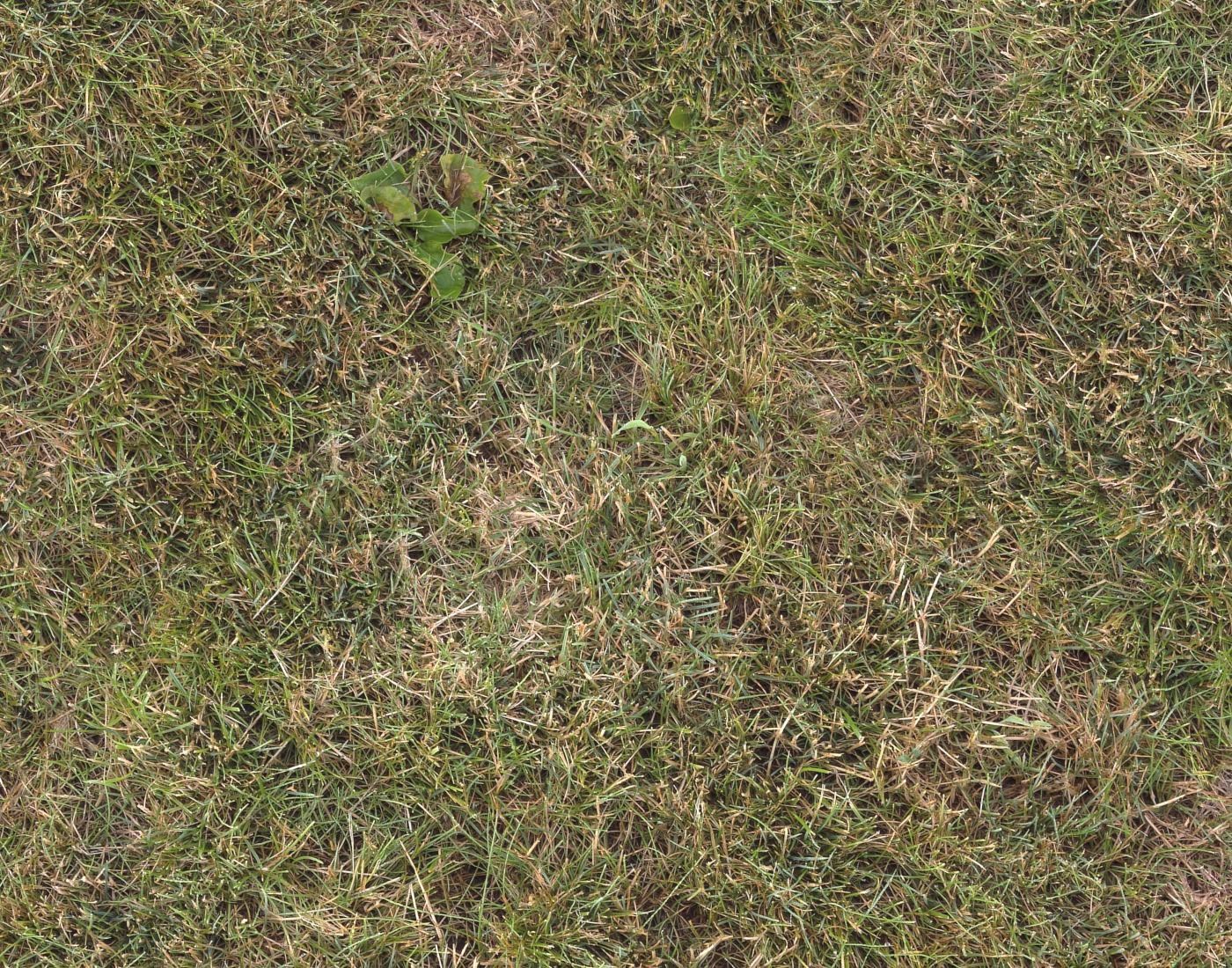 Forest Terrain Pack 11 Texture_7