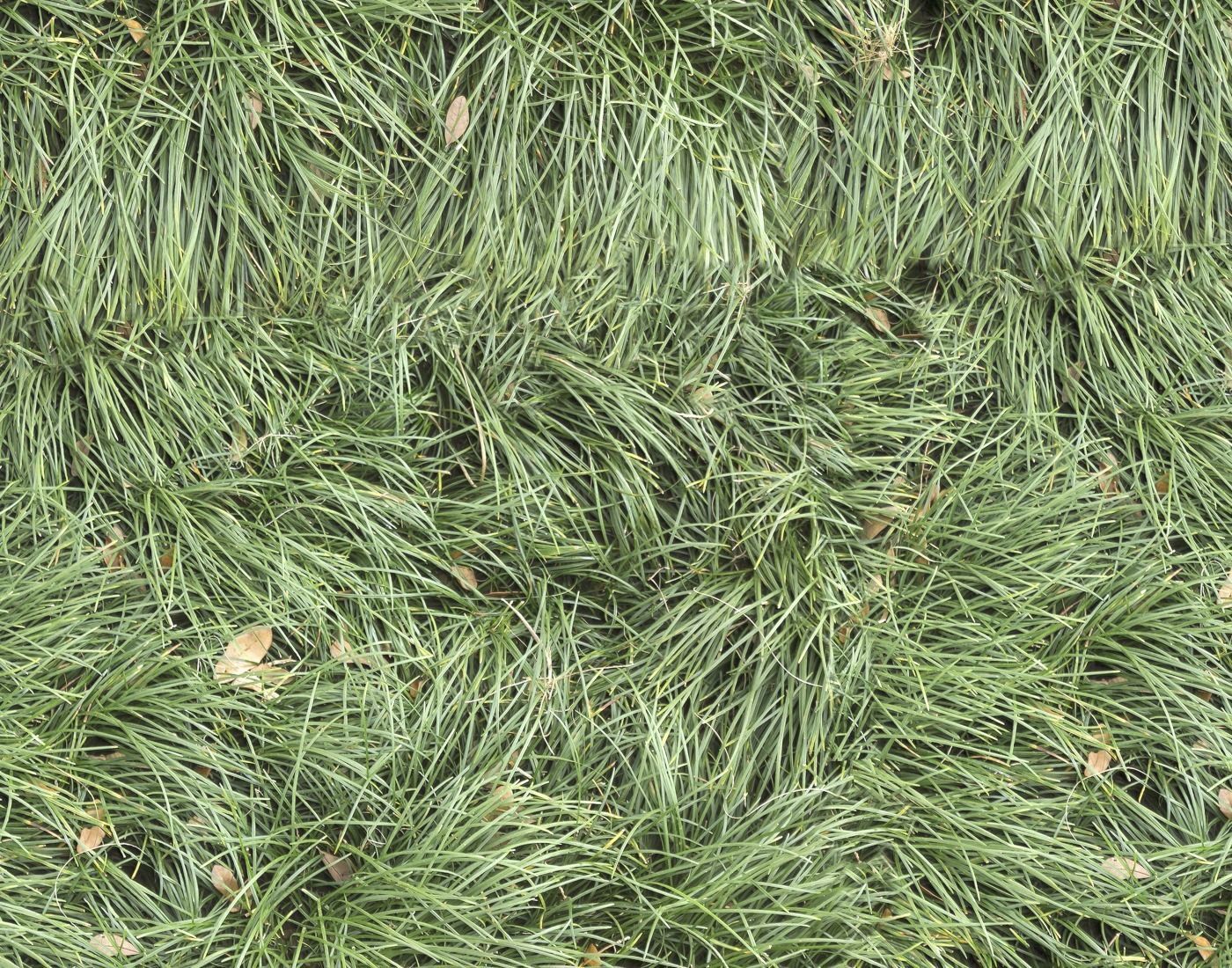 Forest Terrain Pack 11 Texture_11