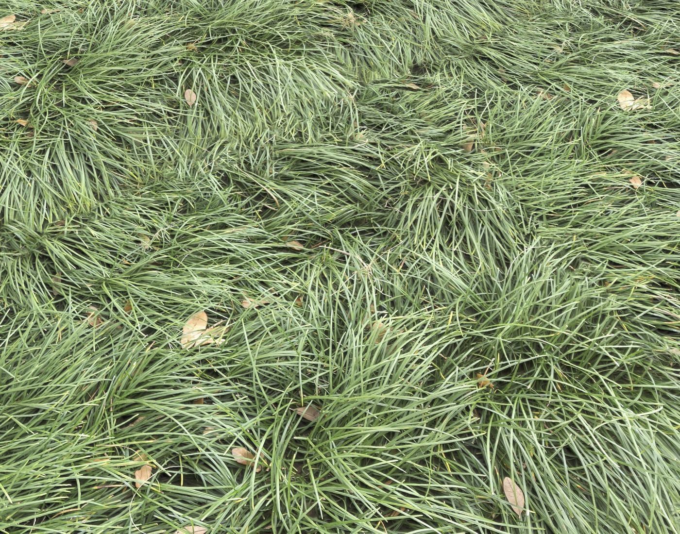 Forest Terrain Pack 11 Texture_12