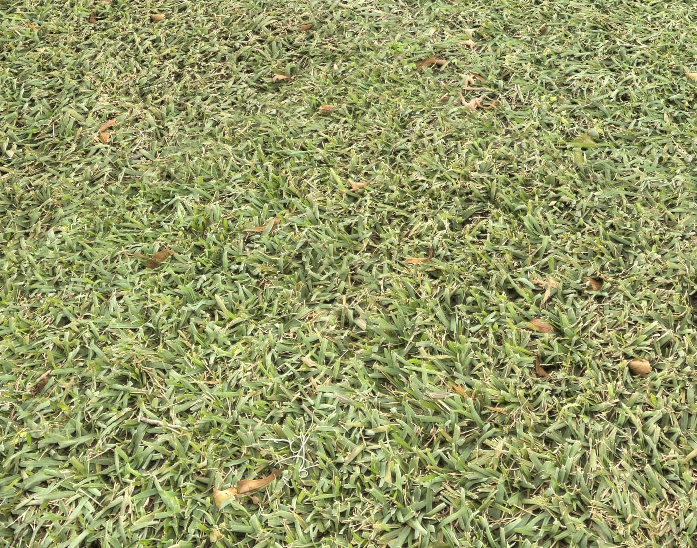 Forest Terrain Pack 11 Texture_9