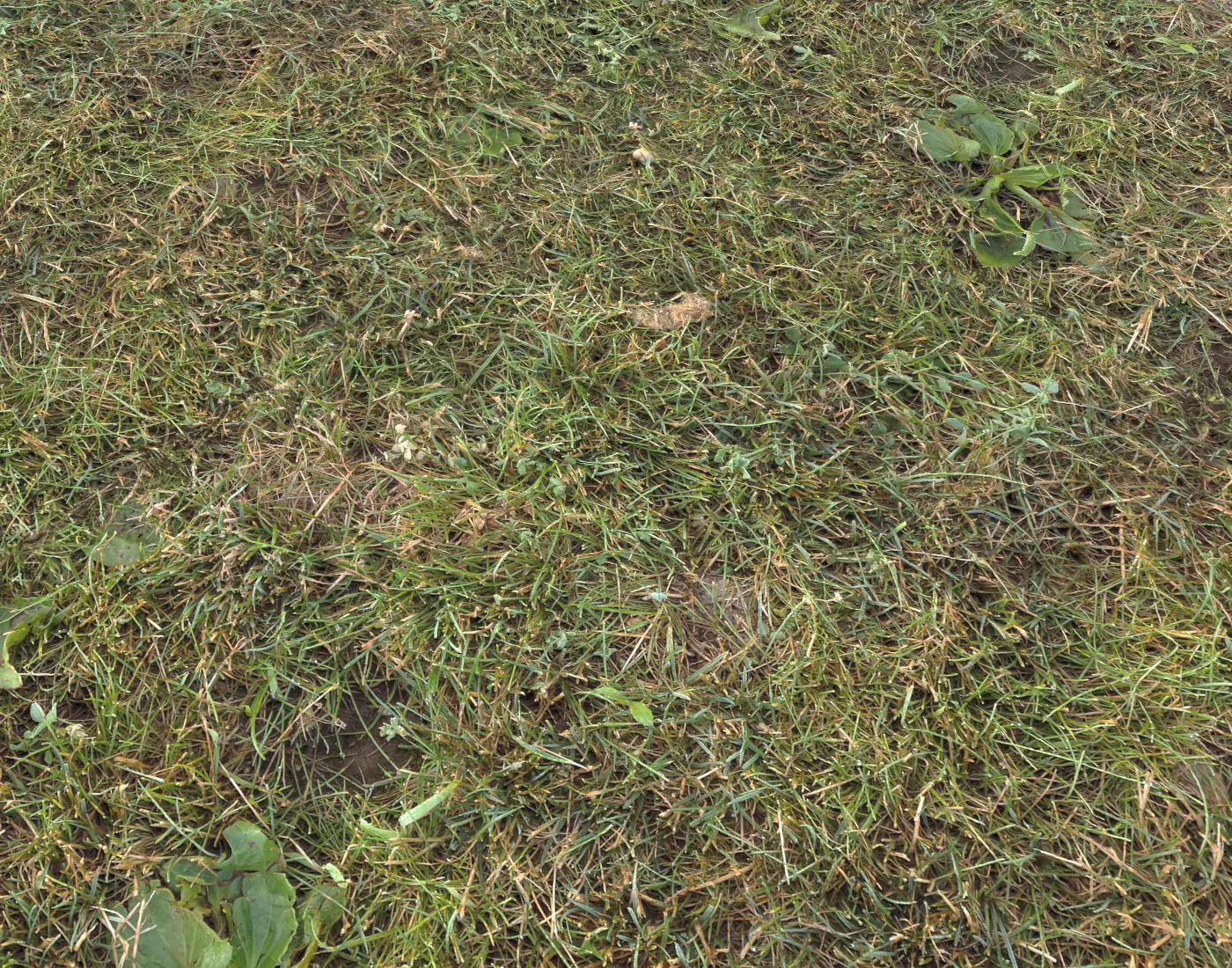 Forest Terrain Pack 11 Texture_0