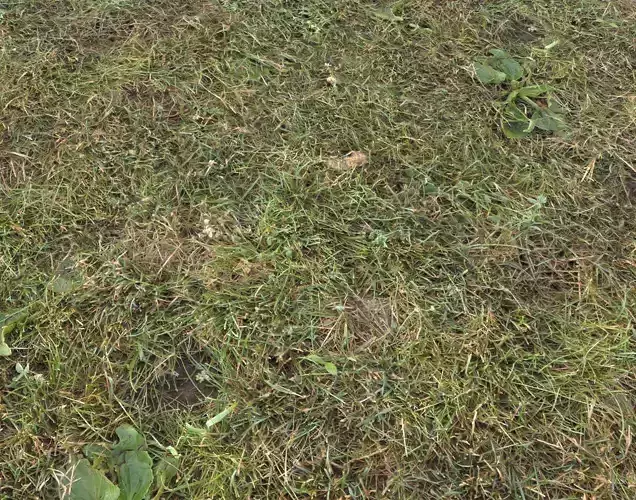 Forest Terrain Pack 11