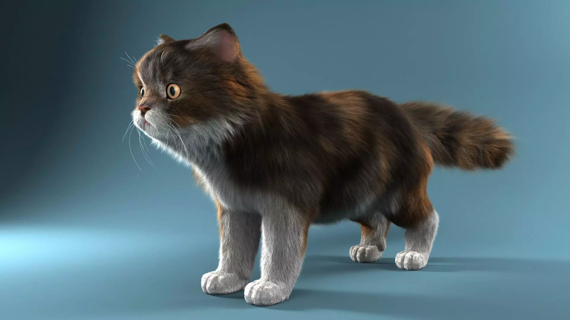 Persian cat 3D model_0