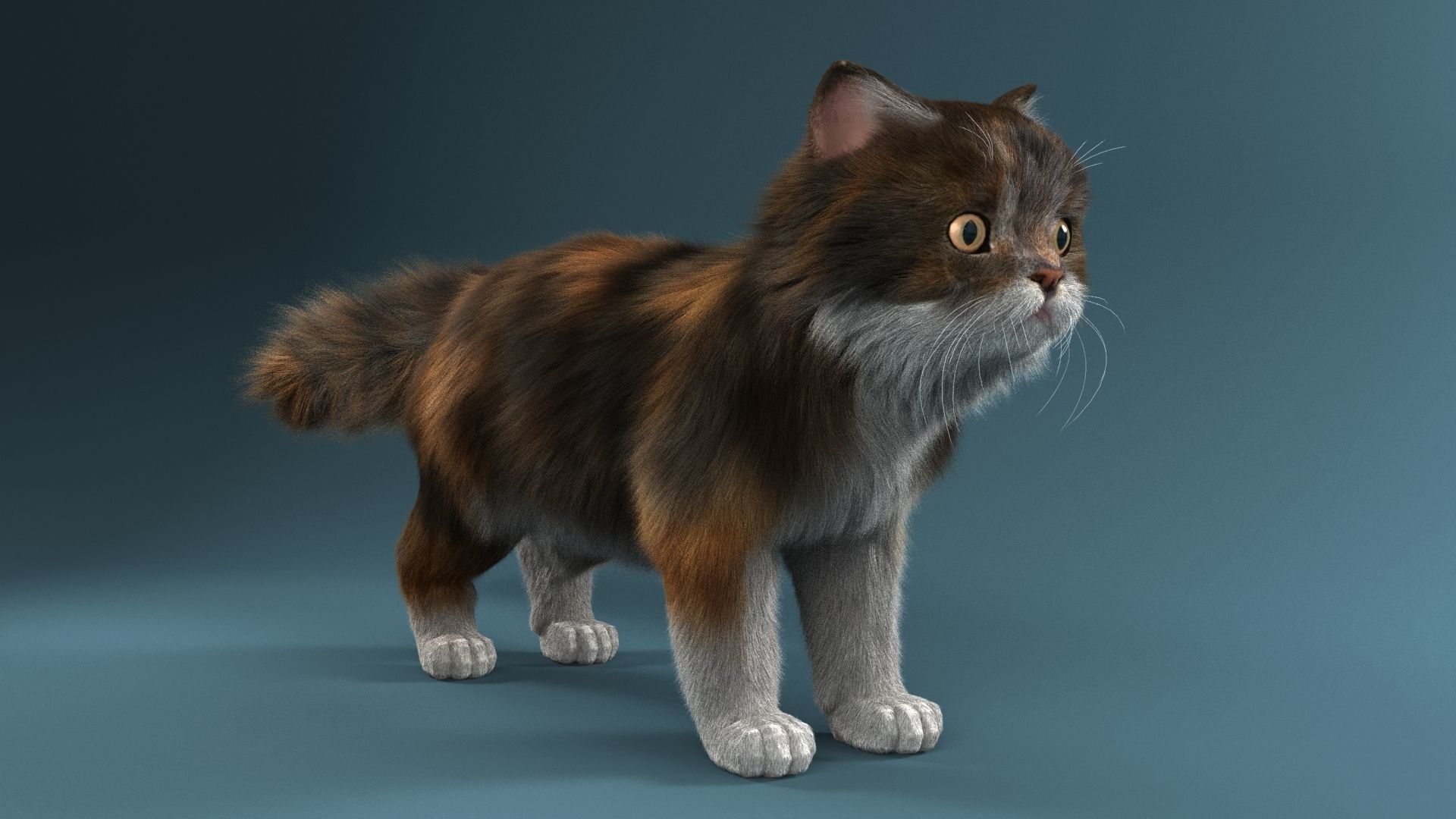 Persian cat 3D model_1