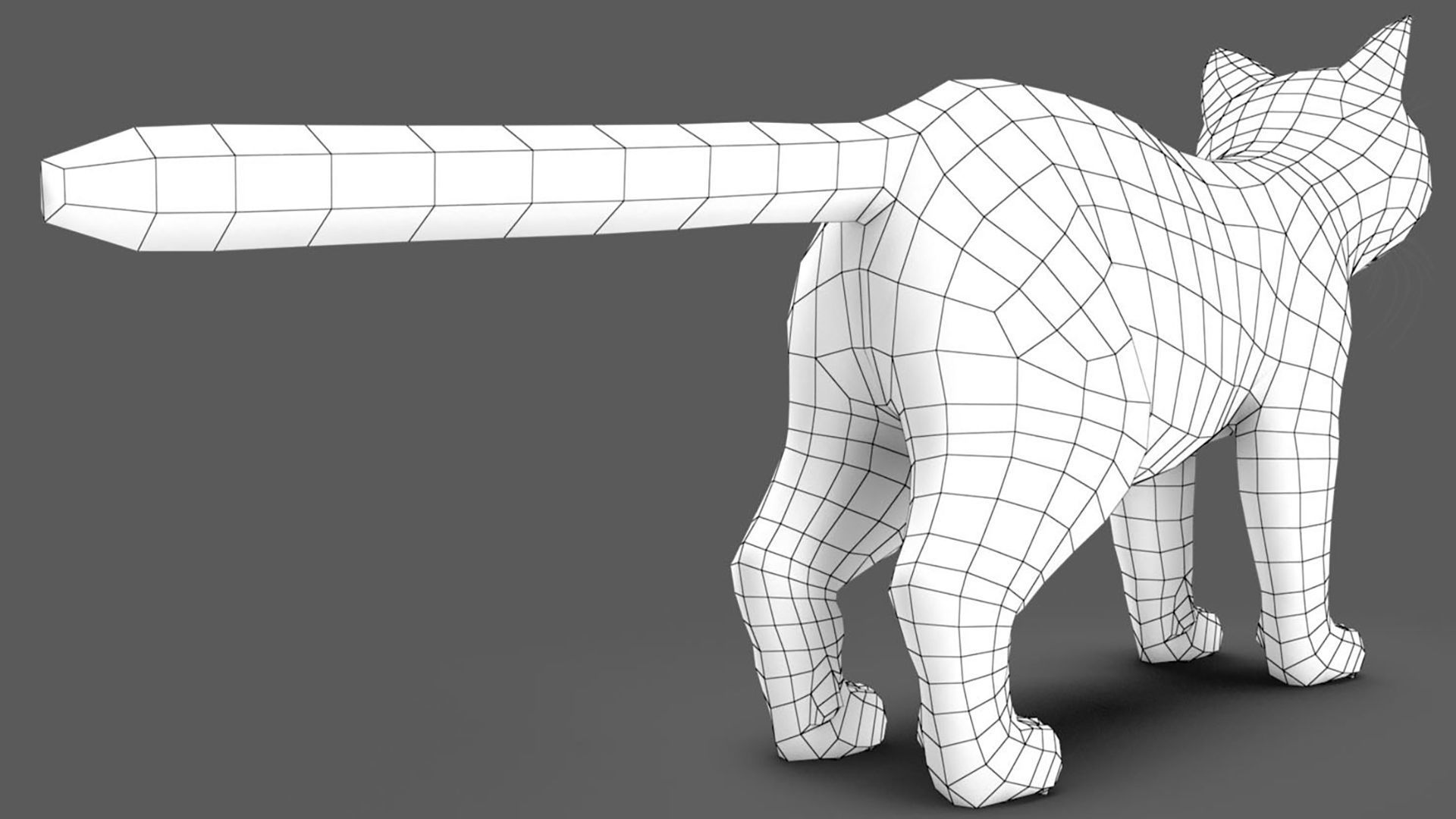 Persian cat 3D model_13