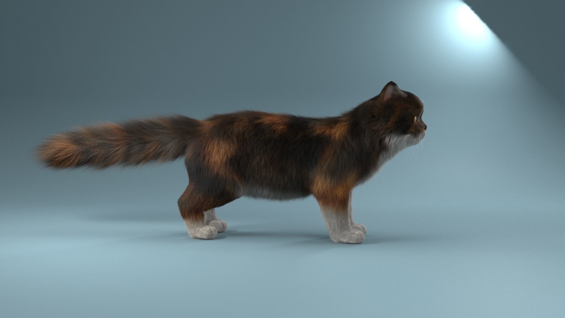 Persian cat 3D model_4
