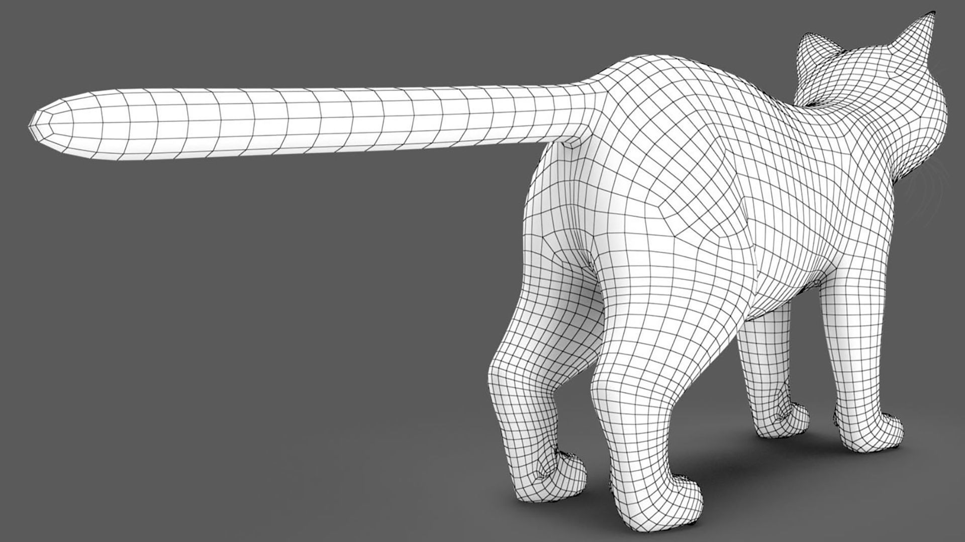 Persian cat 3D model_14