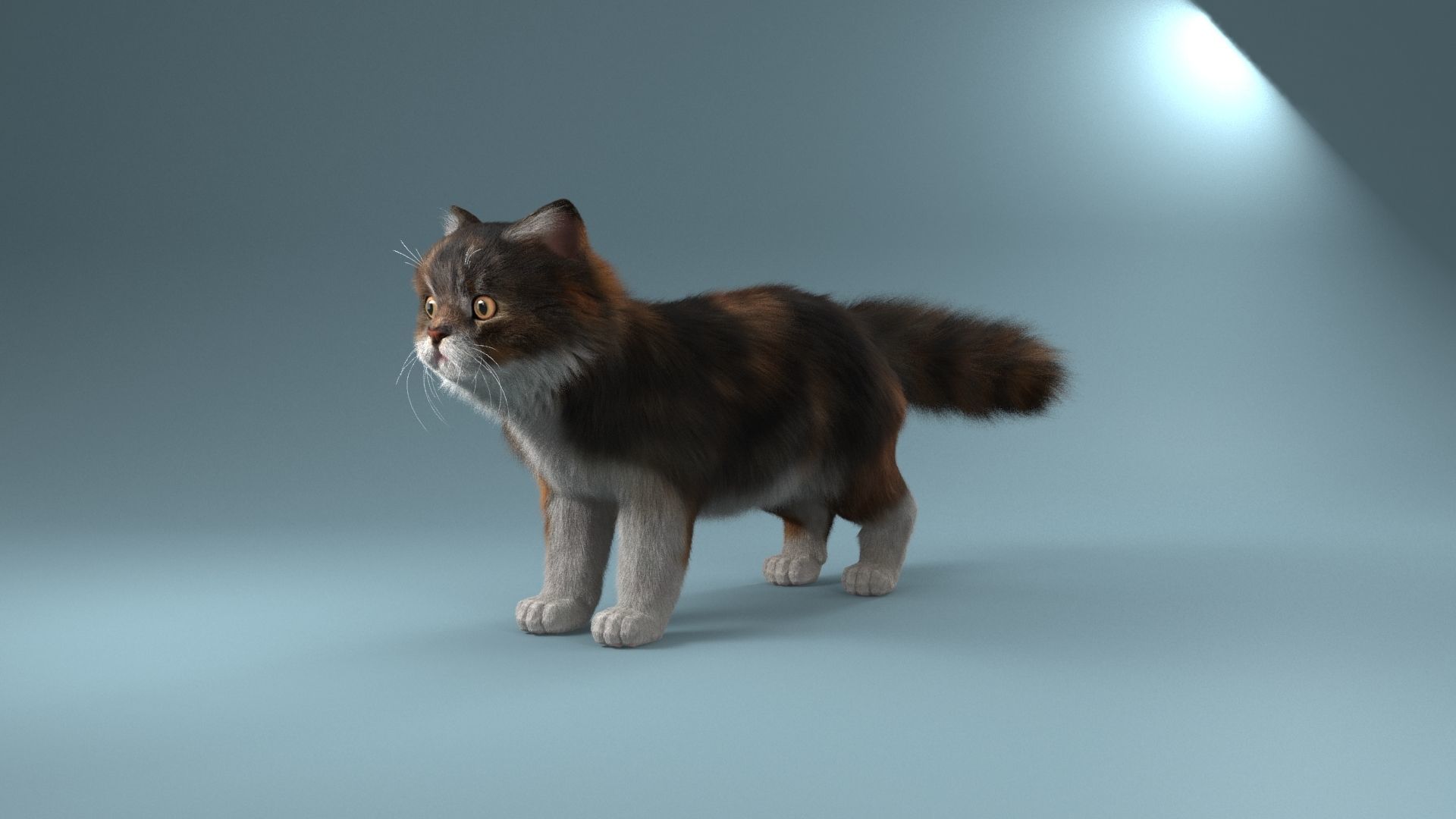 Persian cat 3D model_6