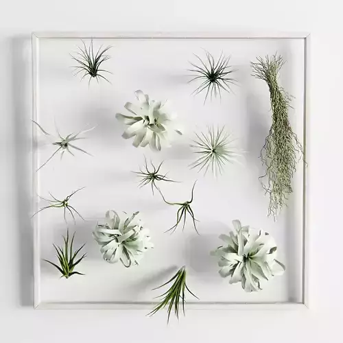 Picture of Tillandsia 3D model