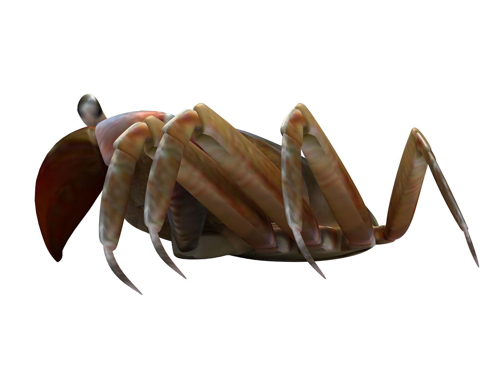 Ilyoplax pingi crab Low-poly 3D model_6