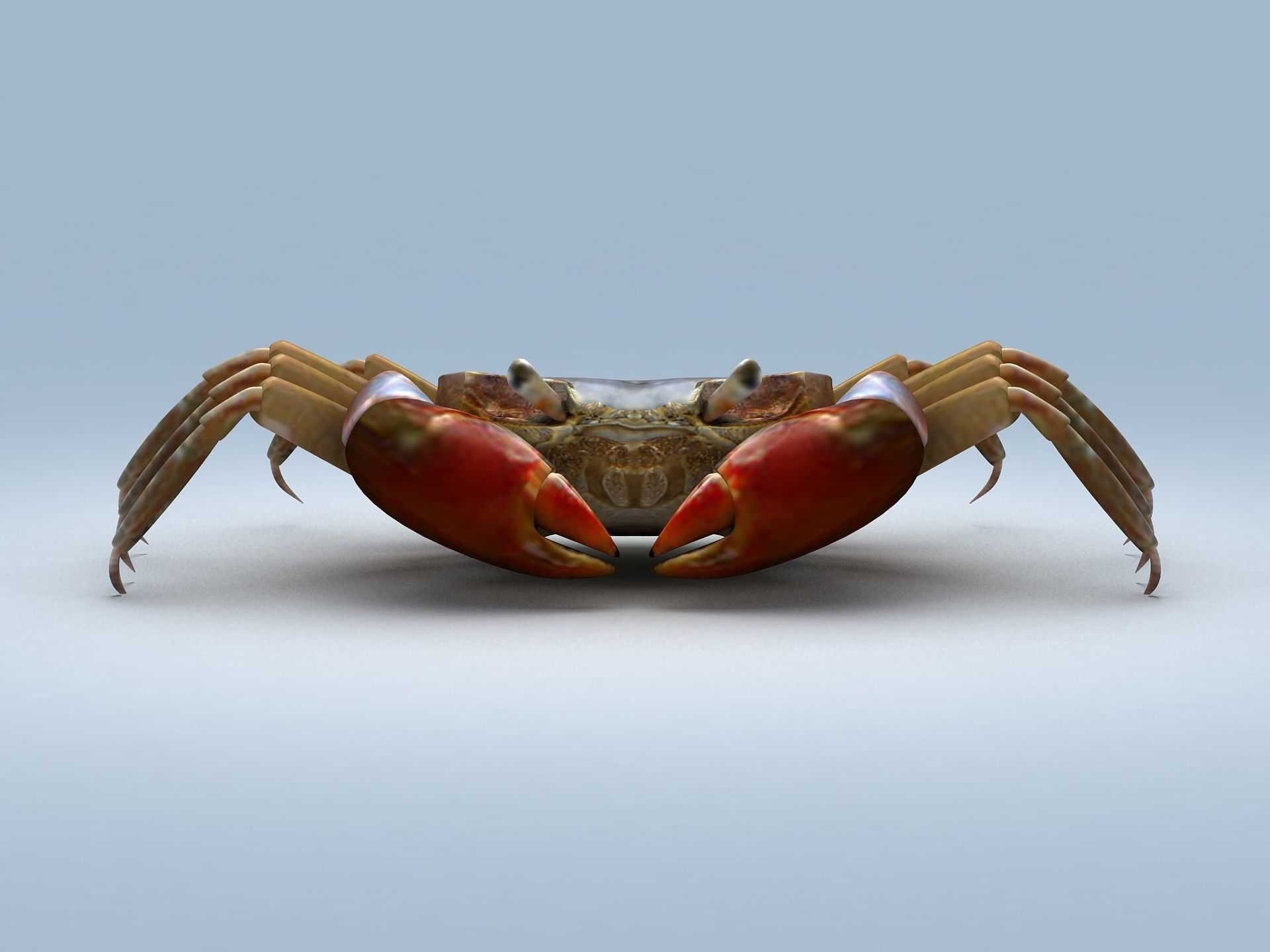 Ilyoplax pingi crab Low-poly 3D model_4