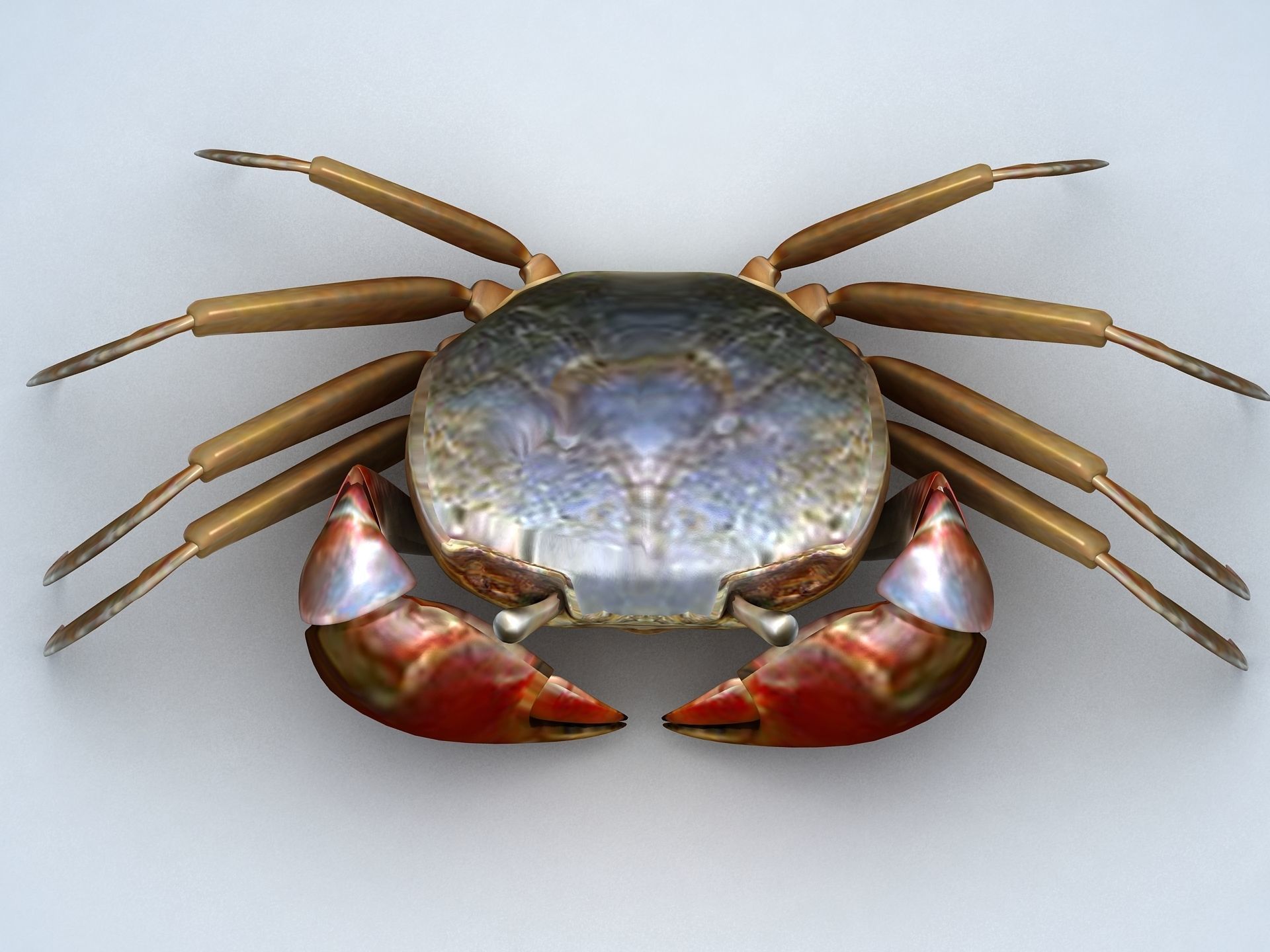 Ilyoplax pingi crab Low-poly 3D model_9
