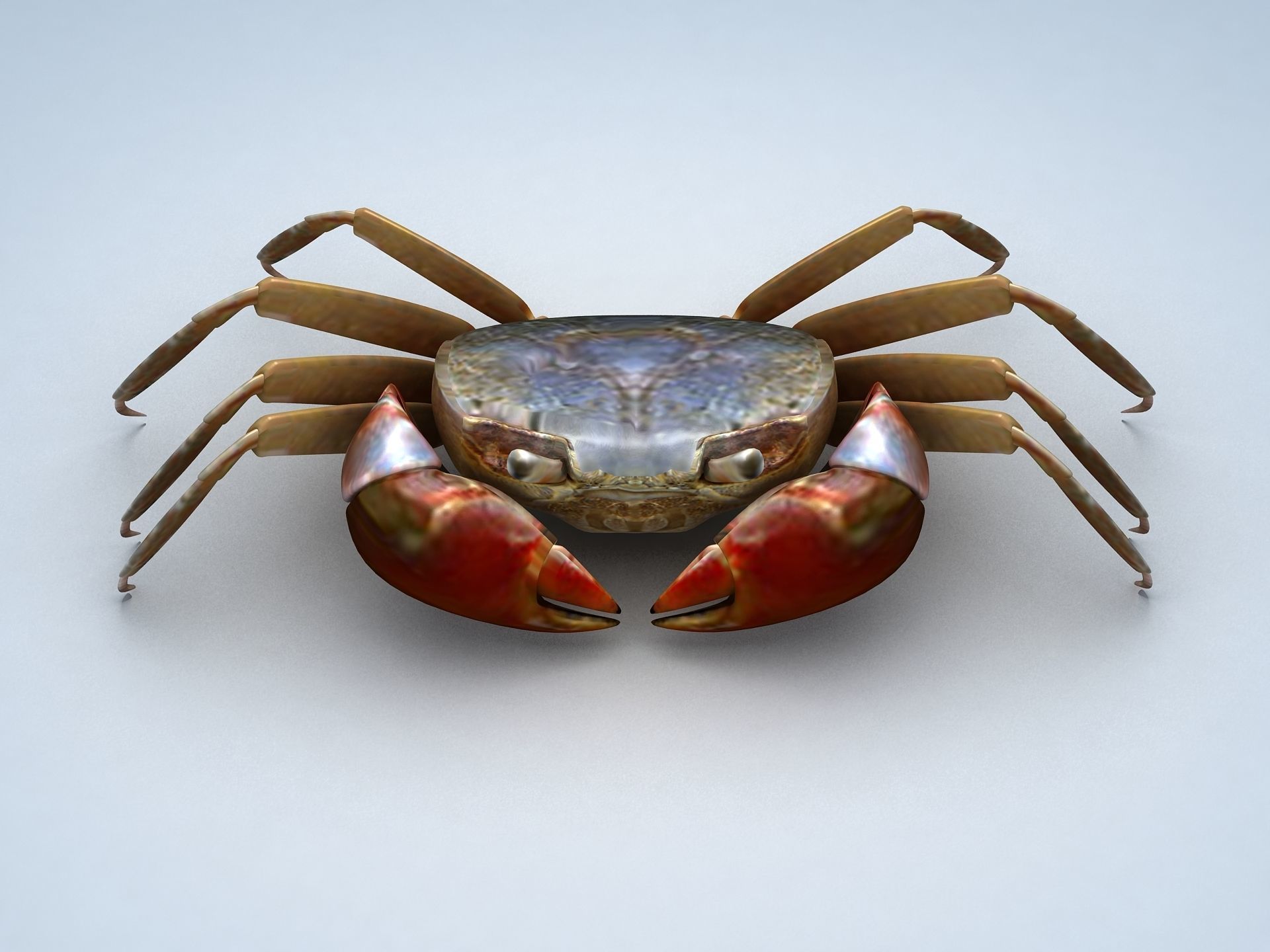Ilyoplax pingi crab Low-poly 3D model_2