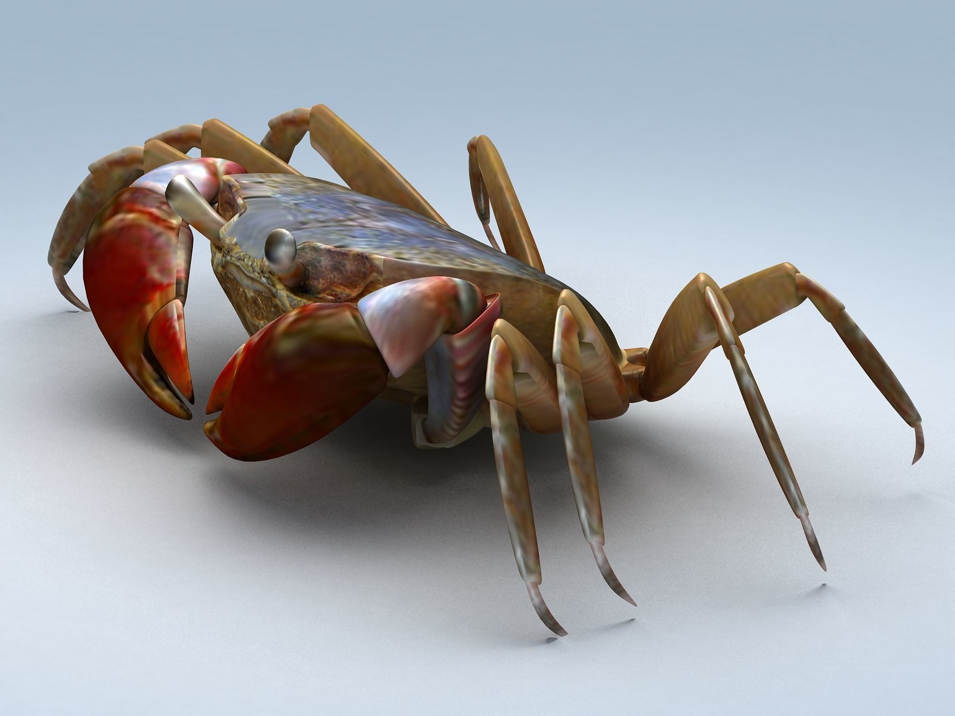 Ilyoplax pingi crab Low-poly 3D model_5