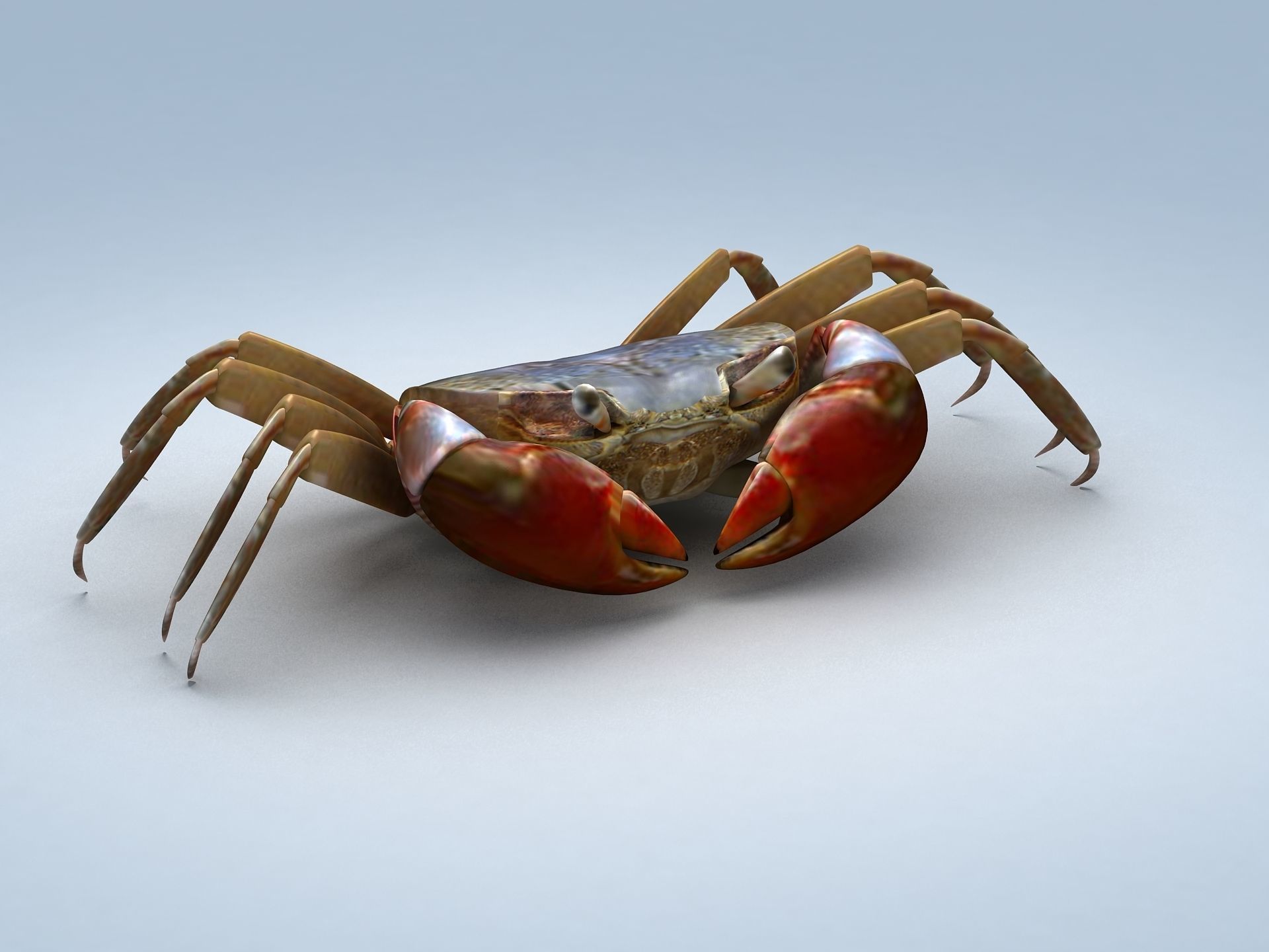 Ilyoplax pingi crab Low-poly 3D model_3