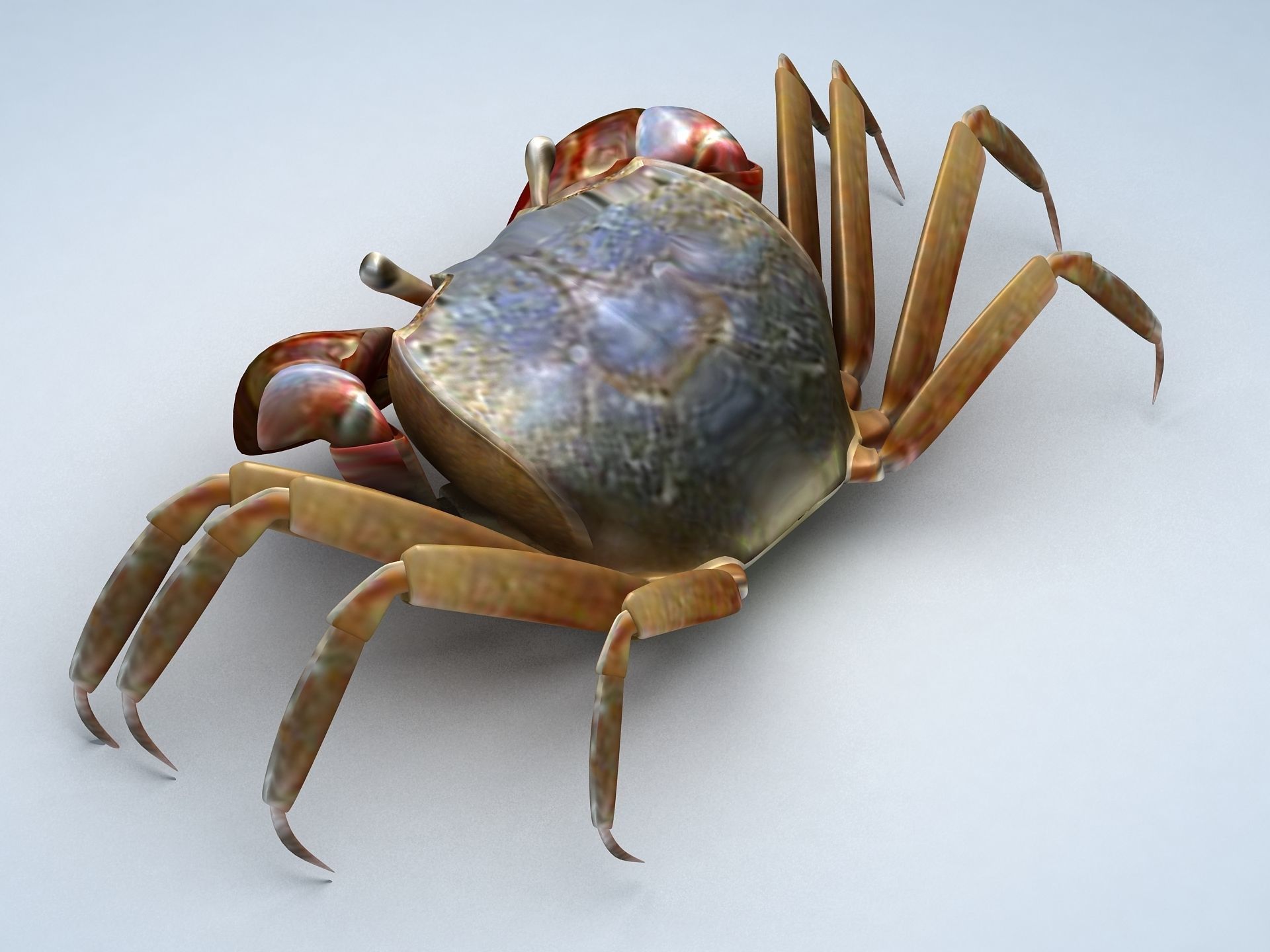 Ilyoplax pingi crab Low-poly 3D model_1