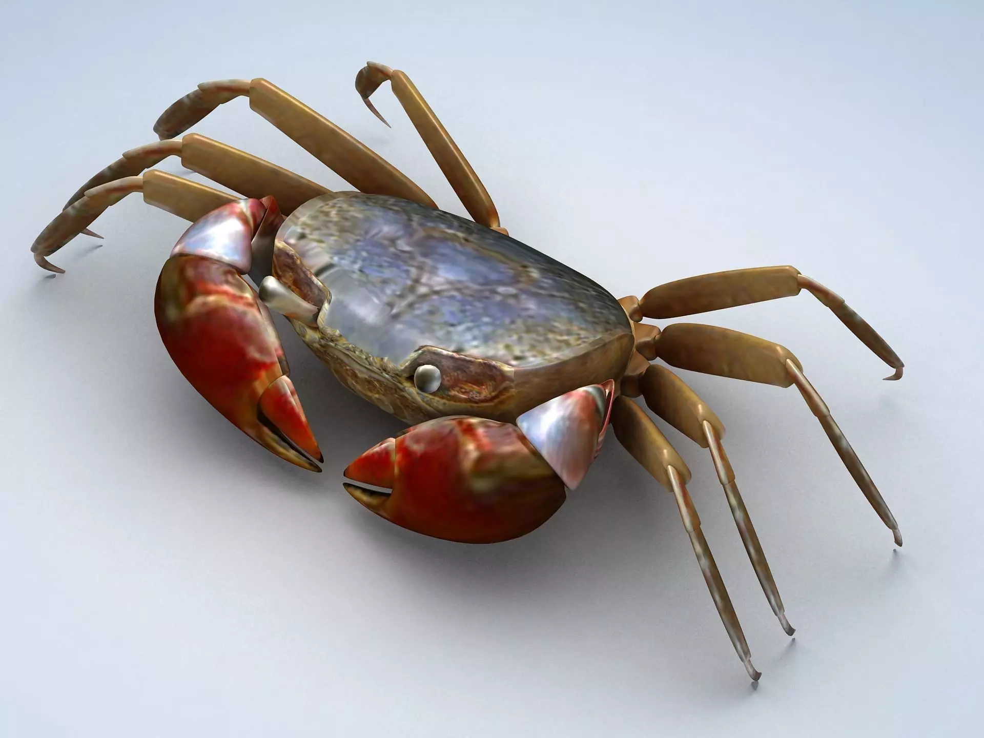 Ilyoplax pingi crab Low-poly 3D model_0