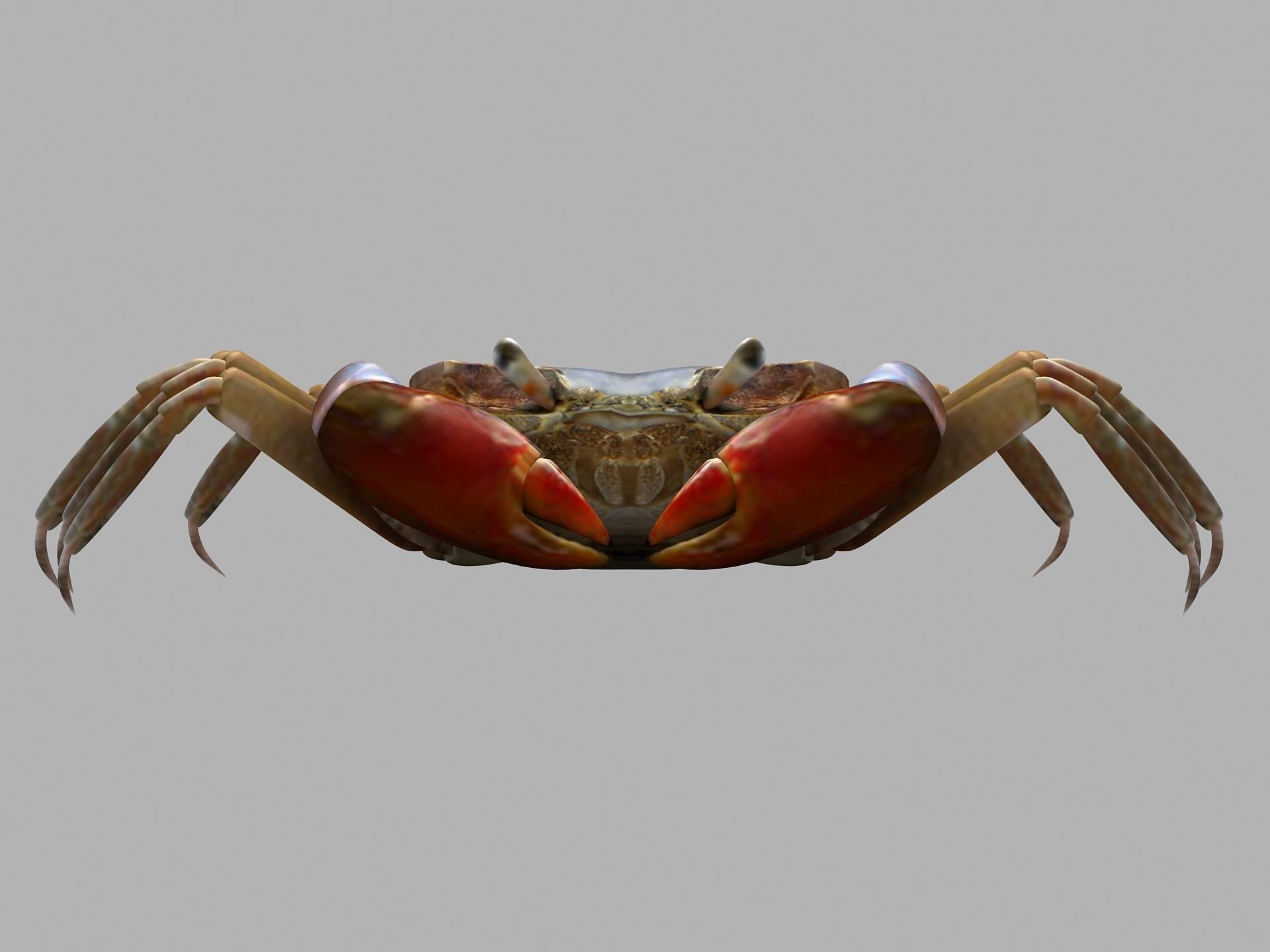 Ilyoplax pingi crab Low-poly 3D model_8