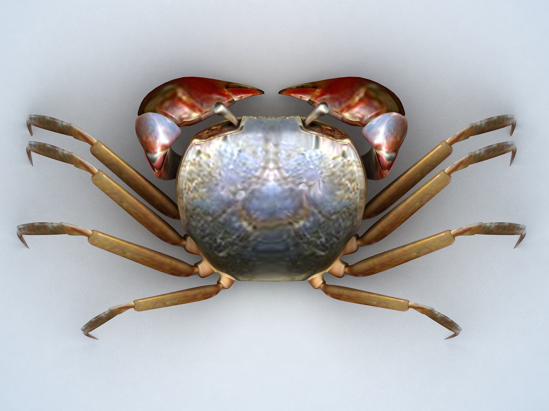 Ilyoplax pingi crab Low-poly 3D model_7