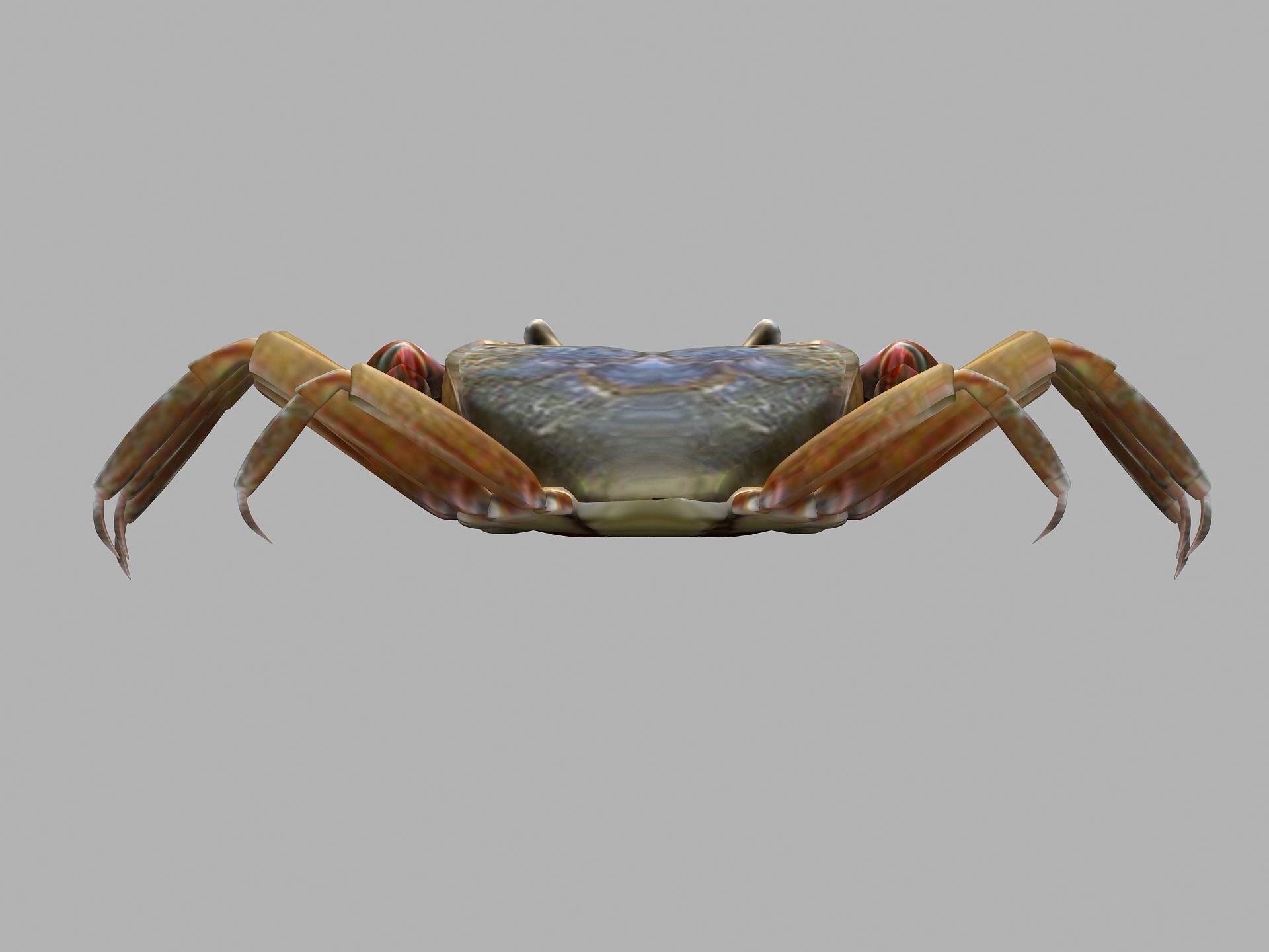 Ilyoplax pingi crab Low-poly 3D model_10