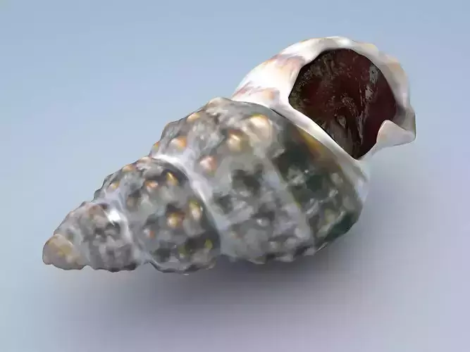 Sea Snail Nassariidae