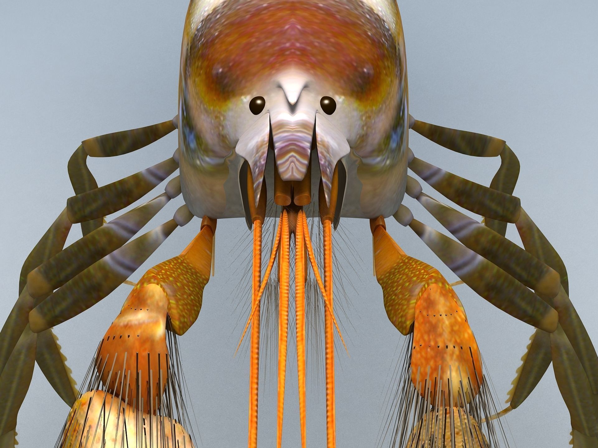 Alpheidae Pistol Shrimp Low-poly 3D model_9
