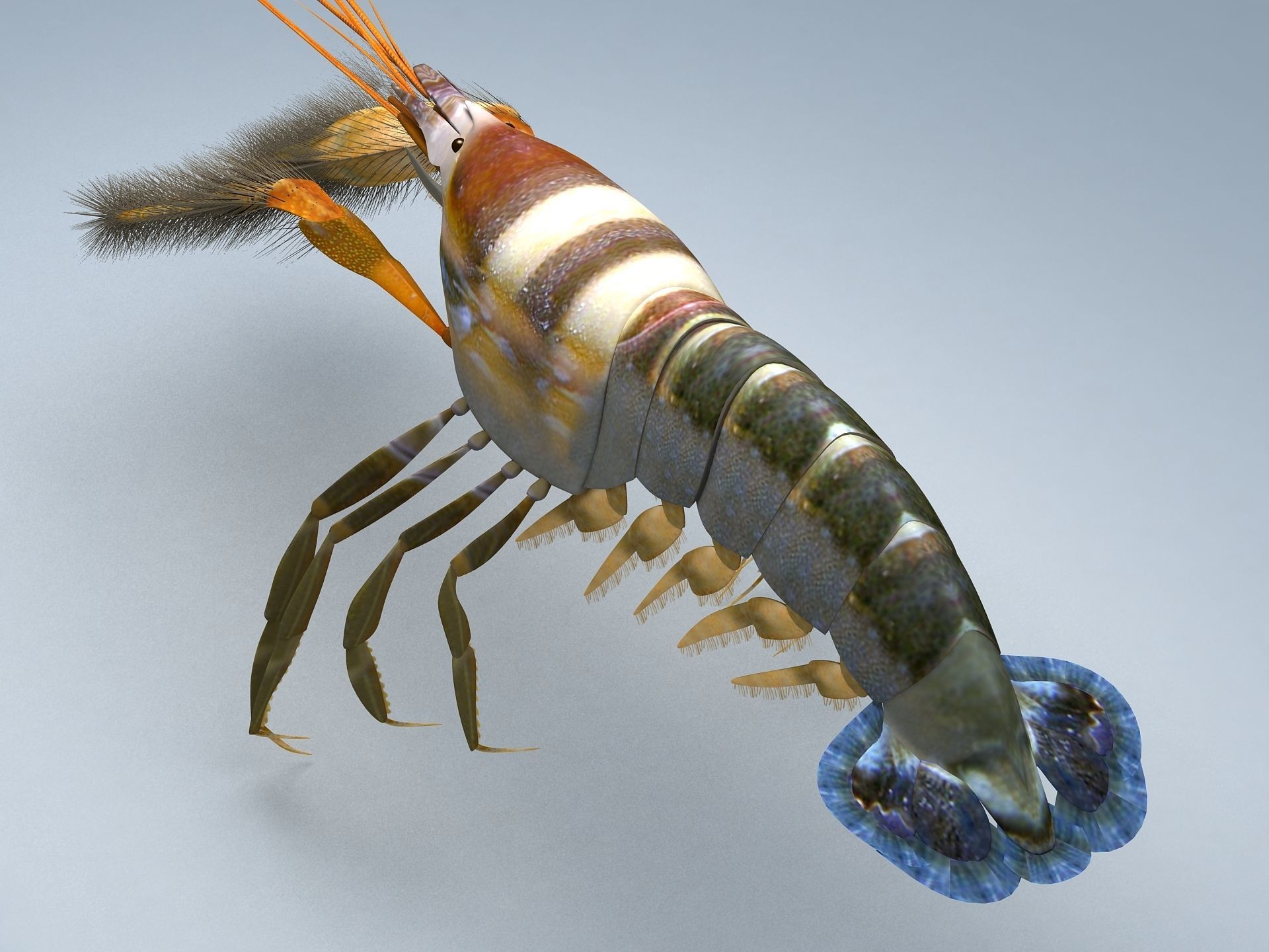 Alpheidae Pistol Shrimp Low-poly 3D model_2
