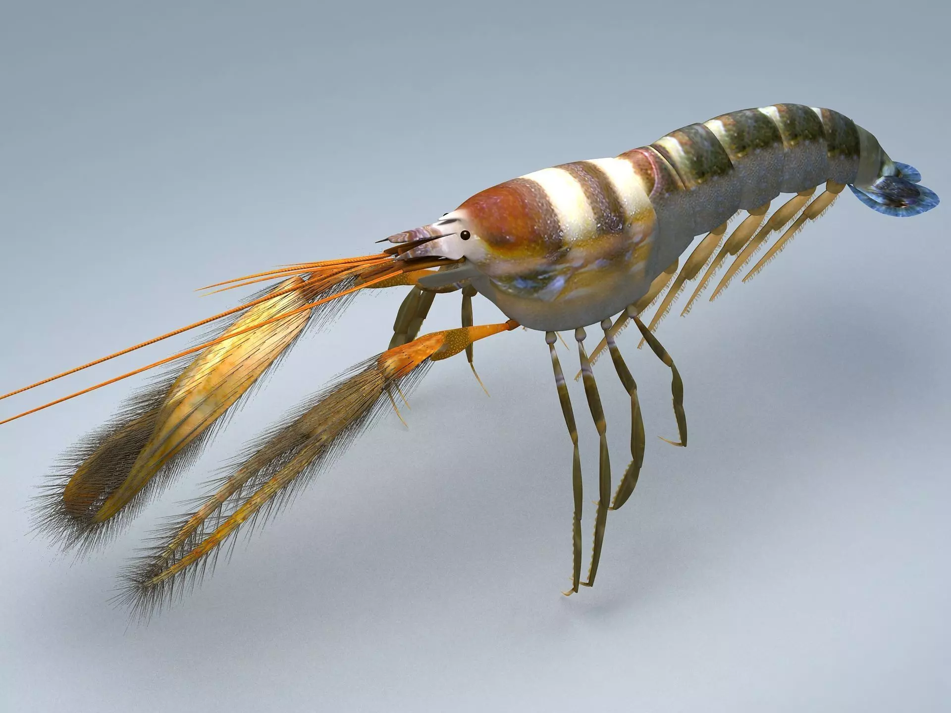 Alpheidae Pistol Shrimp Low-poly 3D model_0