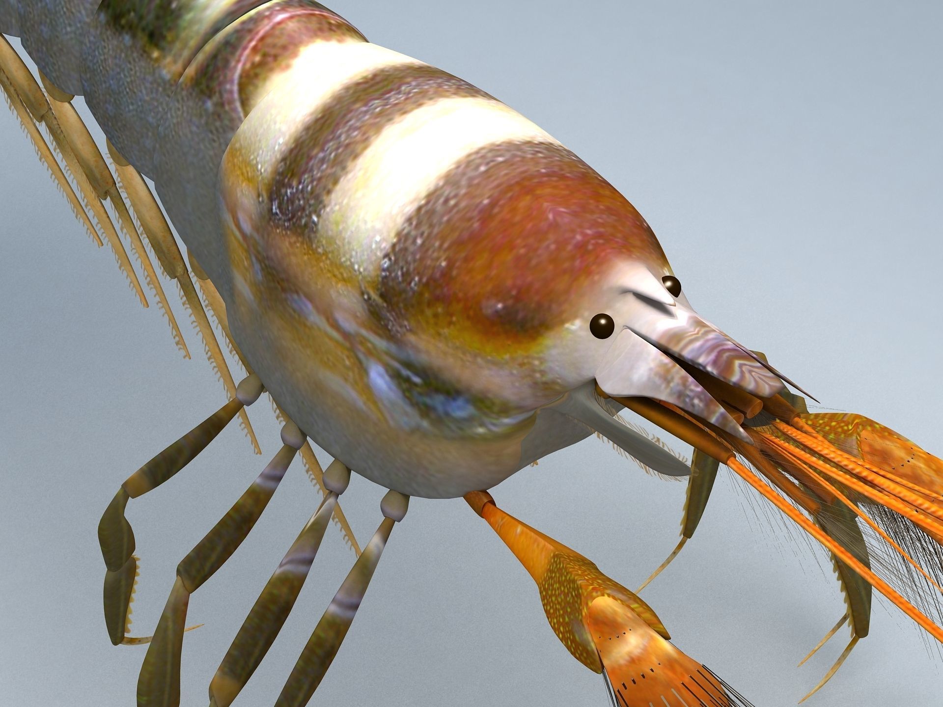 Alpheidae Pistol Shrimp Low-poly 3D model_3