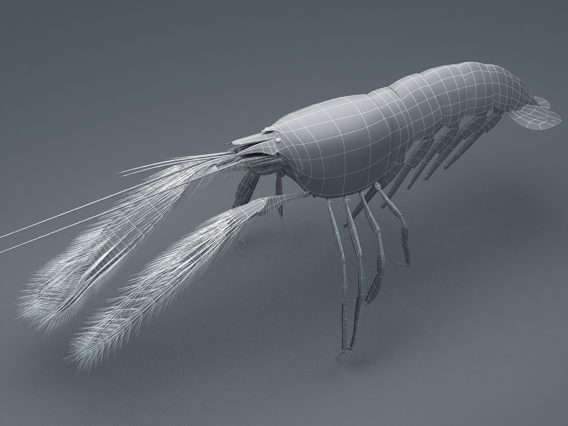 Alpheidae Pistol Shrimp Low-poly 3D model_13
